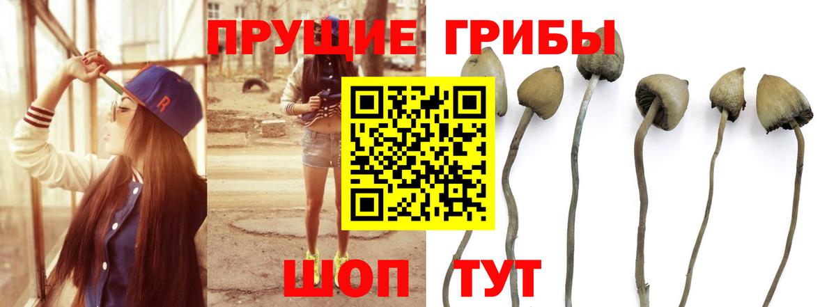 Галлюциногенные грибы Psilocybe  Вход с VPN  Подольск 